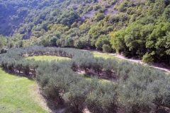 Assisi9