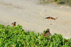 butterflies4